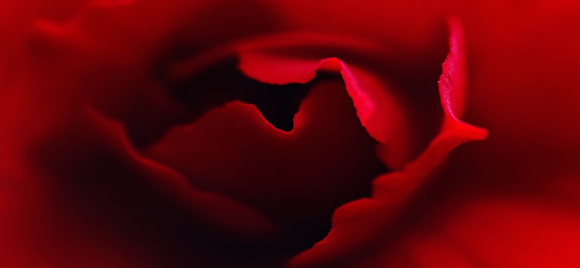 macro-rose-petals