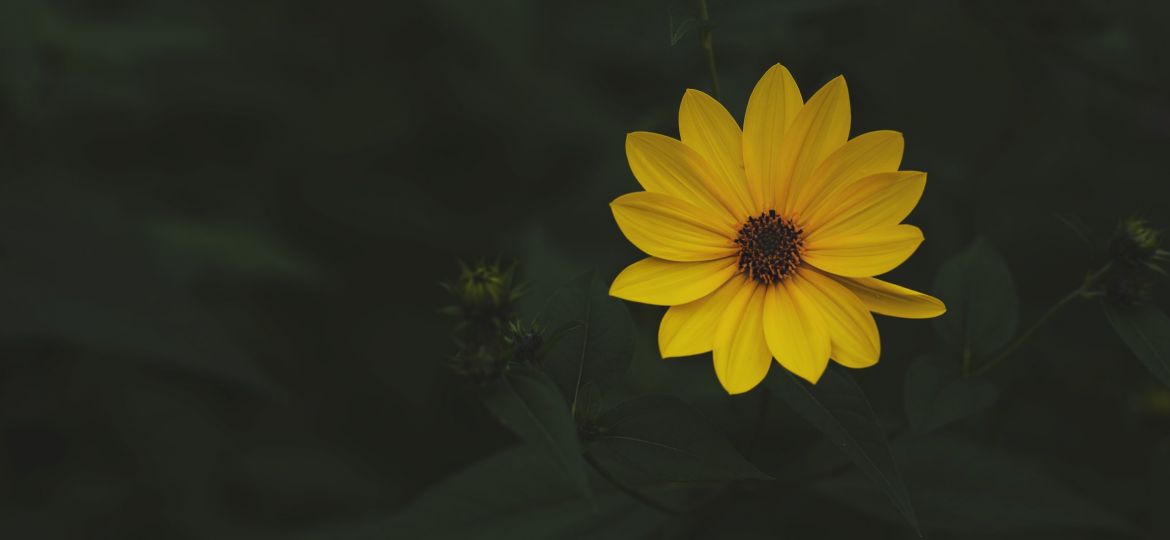 perfect-yellow-flower